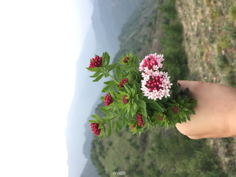 微信图片_20170605125531