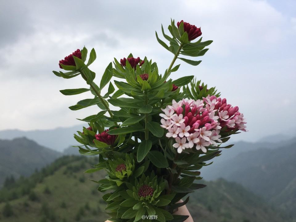 微信图片_20170605125537