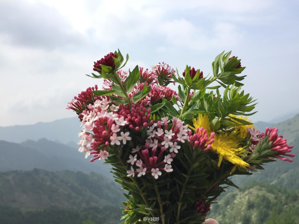 微信图片_20170605125545