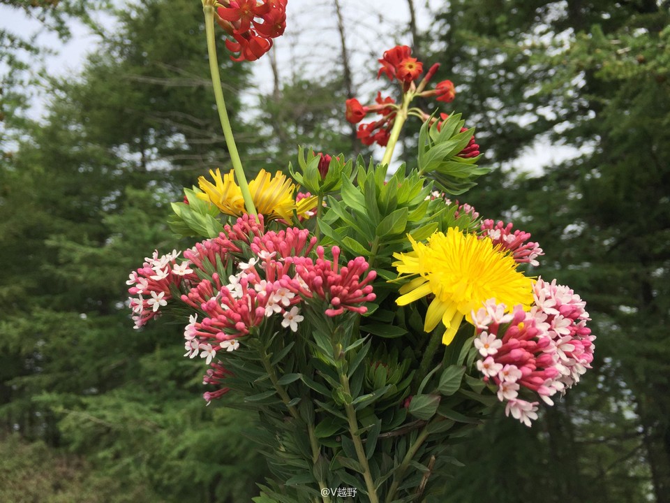 微信图片_20170605125604