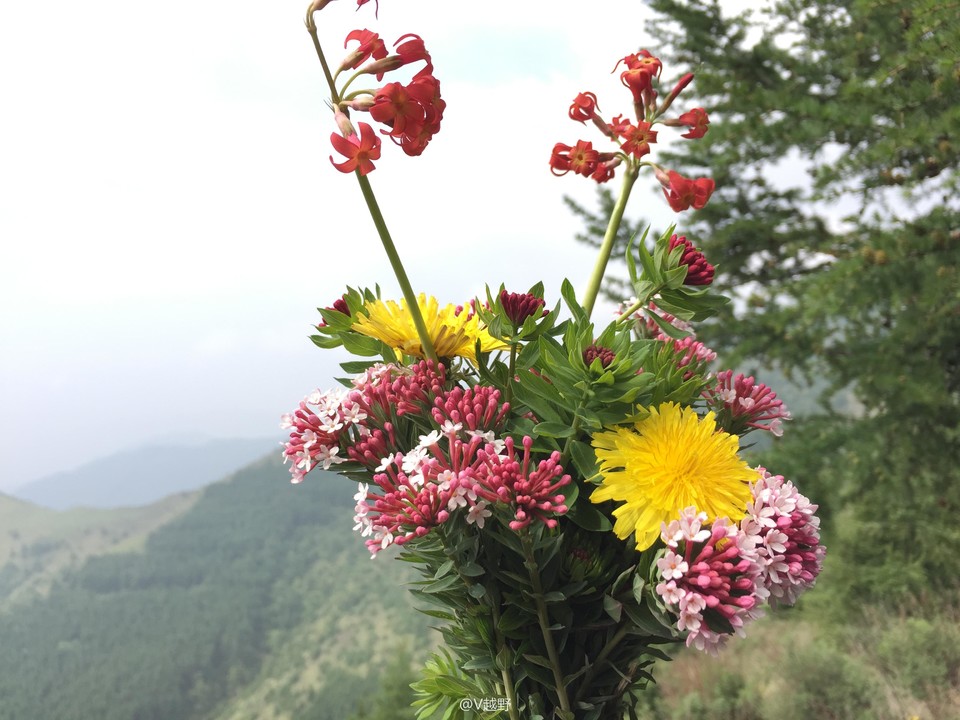 微信图片_20170605125612