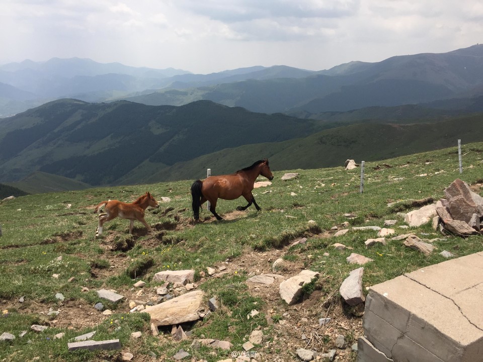 微信图片_20170605130754