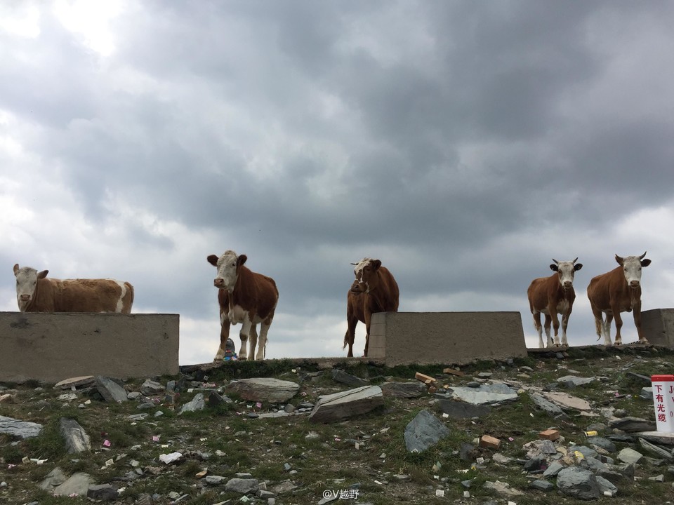 微信图片_20170605130819