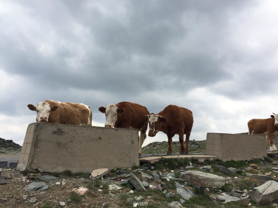 微信图片_20170605130831