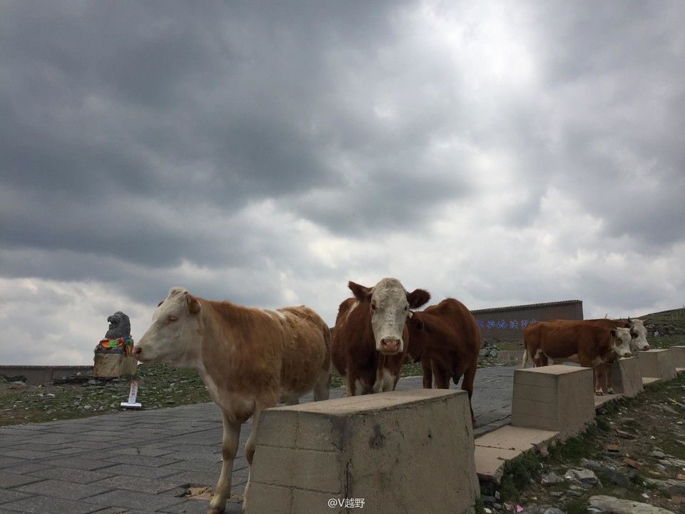 微信图片_20170605130941