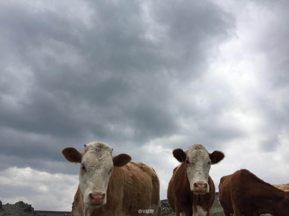 微信图片_20170605130947