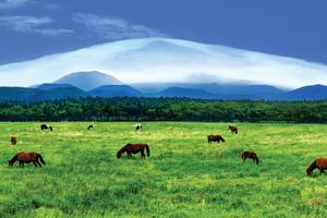 韩国济州超值体验旅游（含2017济州柑橘马拉松）