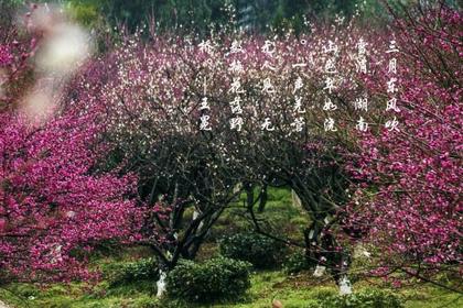 【超山赏梅】2.24十里梅花香雪海,蜜蜂采蜜忙,塘栖古韵半日闲
