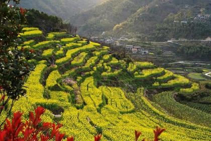 【菜花季】3.16 赏千亩菜花梯田、攀冰川遗址覆卮山石浪群(多重优惠返现)