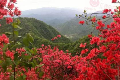 【满山杜鹃】4 .21 徒步富阳云台山,赏百亩野生杜鹃花海