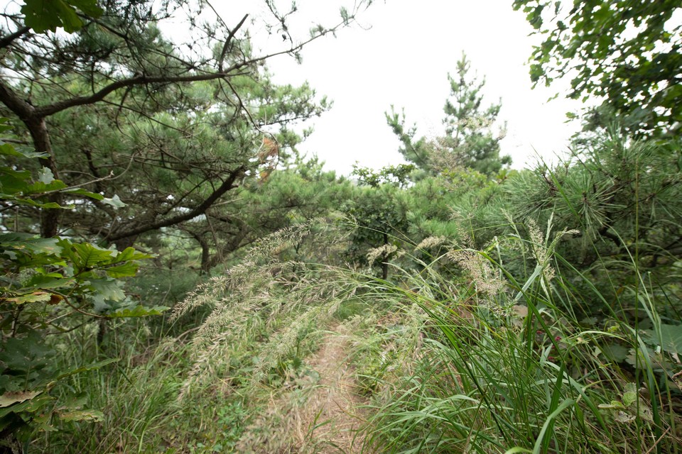 21大连海滨风光健康跑-大海鲨-325