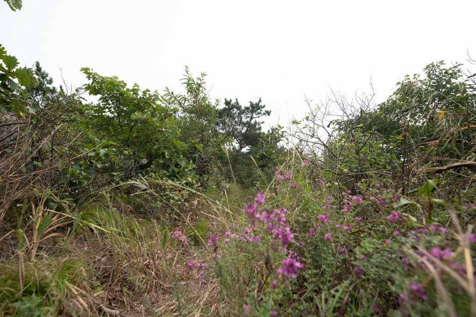 21大连海滨风光健康跑-大海鲨-210