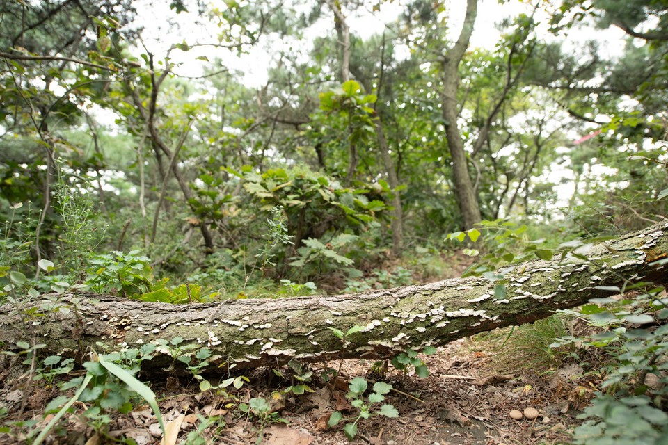 21大连海滨风光健康跑-大海鲨-275