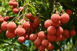 每周三、六、日，特价78元【美食增城1天】入园采摘增城荔枝*任吃&赏莲塘荷塘美景&尝特色烧鸡