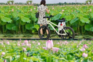 新线 【每周三/四/六/日，特价99元】江门新会千亩荷花开+珠海小泸沽湖栈道，登金台寺俯瞰全景，斗门古街品美食~-