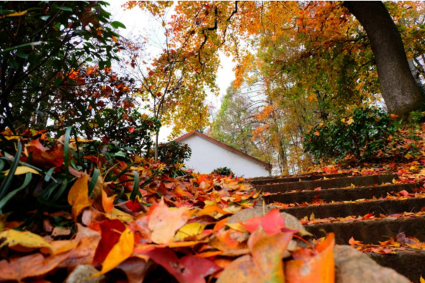 【单日活动】11/17徒步五彩斑斓的山野，走一条最美秋色线路 指南村