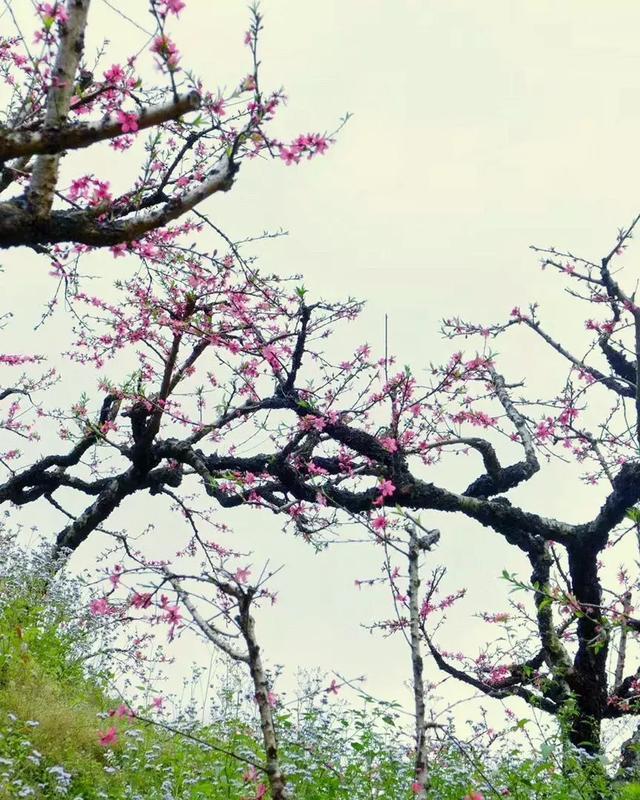 距离广州仅2小时，古风摄百里桃花鹰嘴桃花盛放