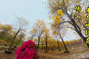 佛山黄花风铃花