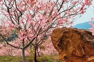 佛冈田野绿世界