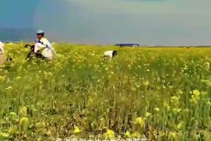 清远七星村油菜花