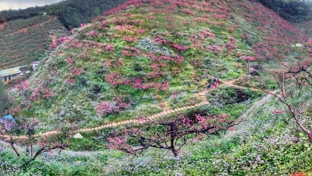 距离广州仅2小时，古风摄百里桃花鹰嘴桃花盛放