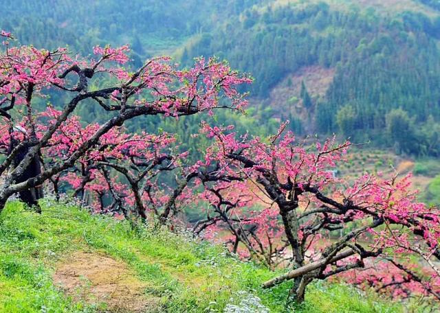 距离广州仅2小时，古风摄百里桃花鹰嘴桃花盛放