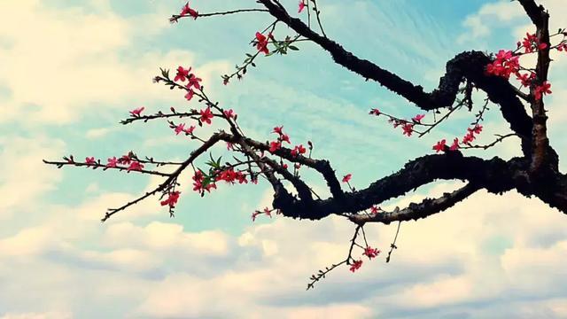 距离广州仅2小时，古风摄百里桃花鹰嘴桃花盛放