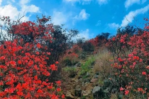 4月6日驴友爬山团【漫山红遍新丰几百亩野生杜鹃花海竞相绽放满山头】