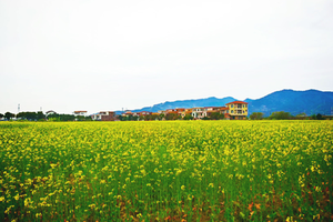 2月13号【观赏百亩油菜花盛宴+鳌头圩赶集日年货满满】