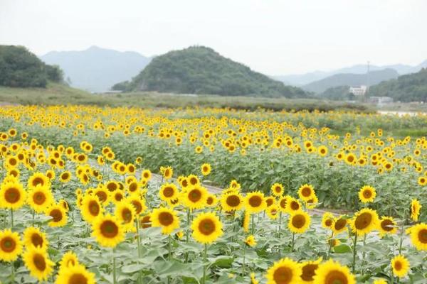 【跃马群山-梅花J线路】10.11铜鉴湖花海徒步，徜徉金色向日葵花海
