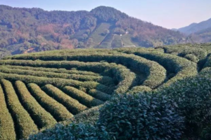 【杭州】麻将牌海选主人翁