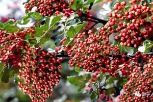 【尚友商城•花椒】花椒,，产地直销。花椒的选购、存储、菜谱与购买