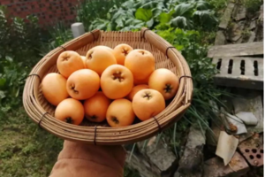 【尚友商城•塘栖枇杷】又到了吃枇杷的季节，塘栖枇杷白沙上市啦！！60元起/箱（5斤装），