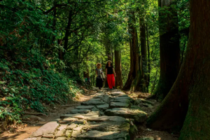 【森系徒步】临安大树王国徒步：大树底下好乘凉，闯入绿野巨树世界，徒步吸氧森呼吸~