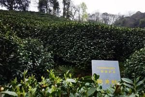 【尚友商城•茶叶】跃马老戚家的龙井茶，看得到西湖的茶