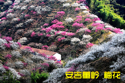 2022年2月26日(周六) 正确花期 梅花争艳 只看安吉董岭! 休闲赏梅一日游小团