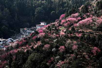 春天花事 18年3月6/13日(周二),摄游徽州最隐秘的梅花仙境--卖花渔村