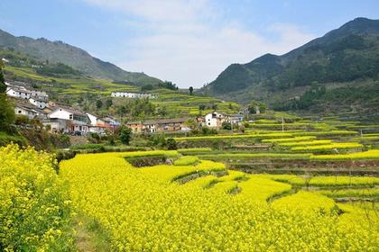 3月27和31日(两期)建德神秘千年古道,赏胥岭漫山花海,行走浙江最美梯田油菜花!