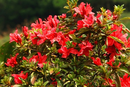 【杜鹃花事】4月12日(周四) 富阳云台山探访无敌高山杜鹃——特价 80元/人