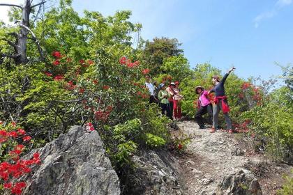【花海古道】4月14日（周六）人在杜鹃谷享四小时不间断的花海徙步 野餐体验