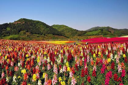 5月13日 周二 免费花海摄影一日游