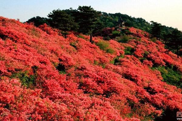 5.1－2日　自驾　高姥山观“艳红山顶”，游榉溪古村探访孔氏后裔，观三叠瀑布！