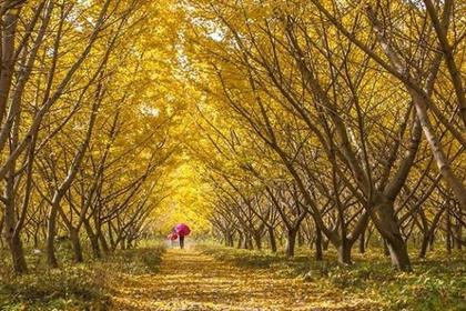 11月22日(周三) 免费旅拍--诸暨3大银杏地 整片成林满地黄金甲