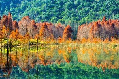 11月29日(周三)旅拍●网红绍兴小九寨,水上红杉林。摄影师带您一起赏最美水上红杉和秋色!