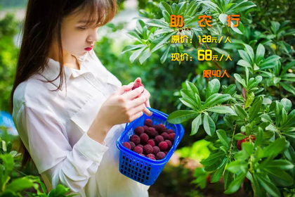 68元／人[政府助农行] 余姚杨梅采摘/品舌尖上的美食/梁弄大糕/绍兴海上花田一日游