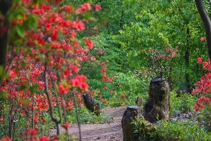 3月28日周日，富阳浮云岭徙步登山赏杜鹃！