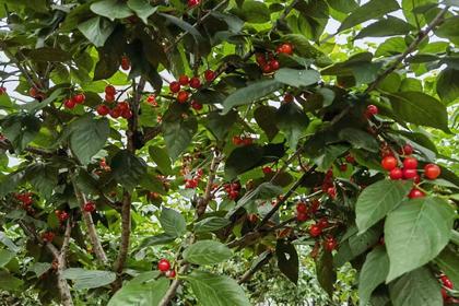 【免费吃黑珍珠樱桃】5月12日 自驾所前樱桃园自助烧饭吃正宗土鸡 