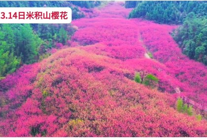 3月17日周一<春天花事>余杭米积山摄樱活动(已开满整山)自驾 费用10元/人