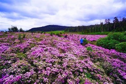 2025湖北神农架 老君山轻度徙步赏杜鹃花 四日游（提供露营所有设备和用餐）