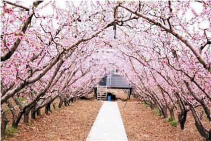 3月30日(周六) 富阳新登半山 赏千亩桃林 过